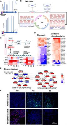 Temporal transcriptional control of neural induction in human induced pluripotent stem cells